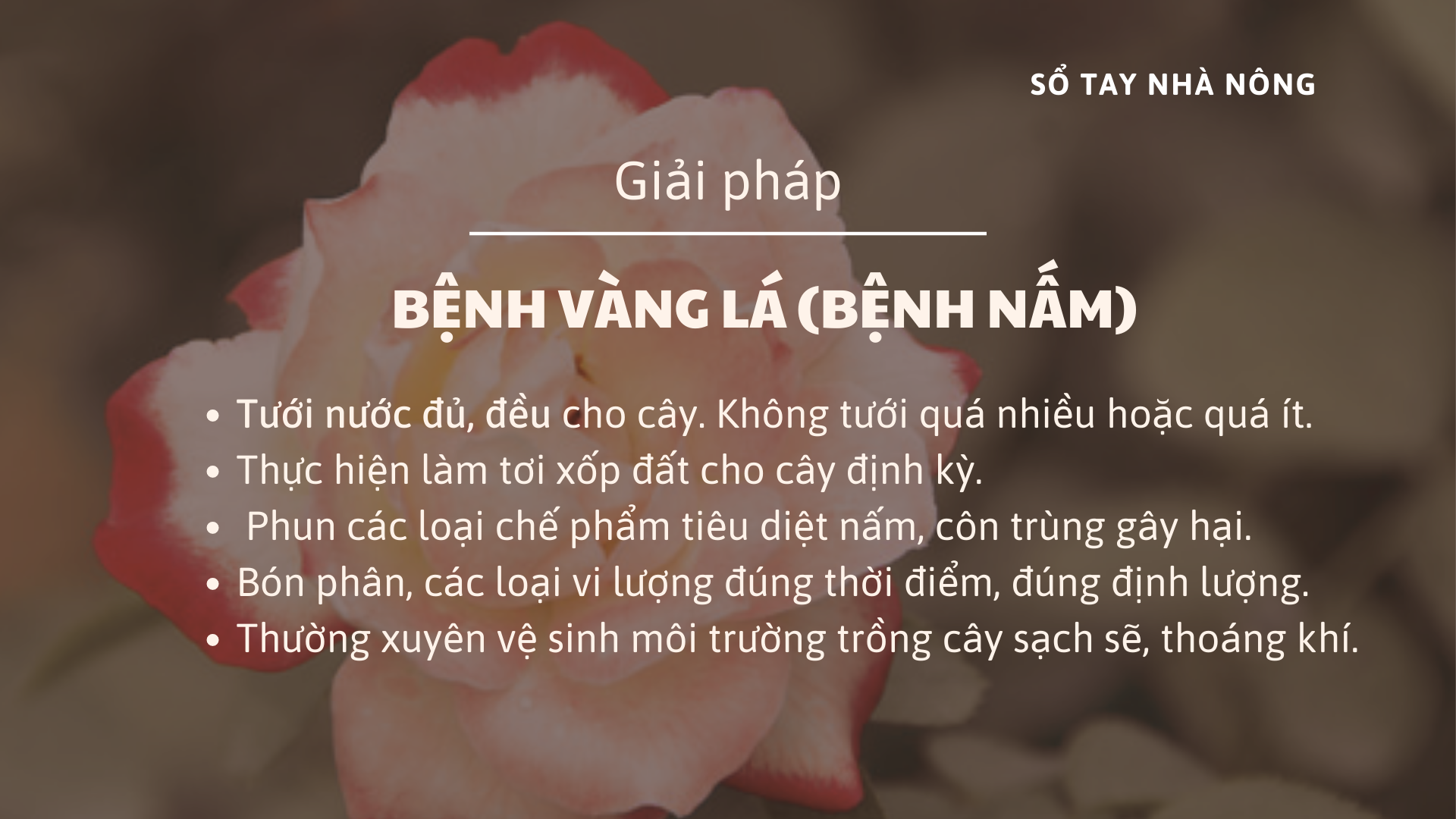 SỔ TAY NHÀ NÔNG: Phương pháp phòng và chữa các bệnh thường gặp ở hoa hồng - Ảnh 2.