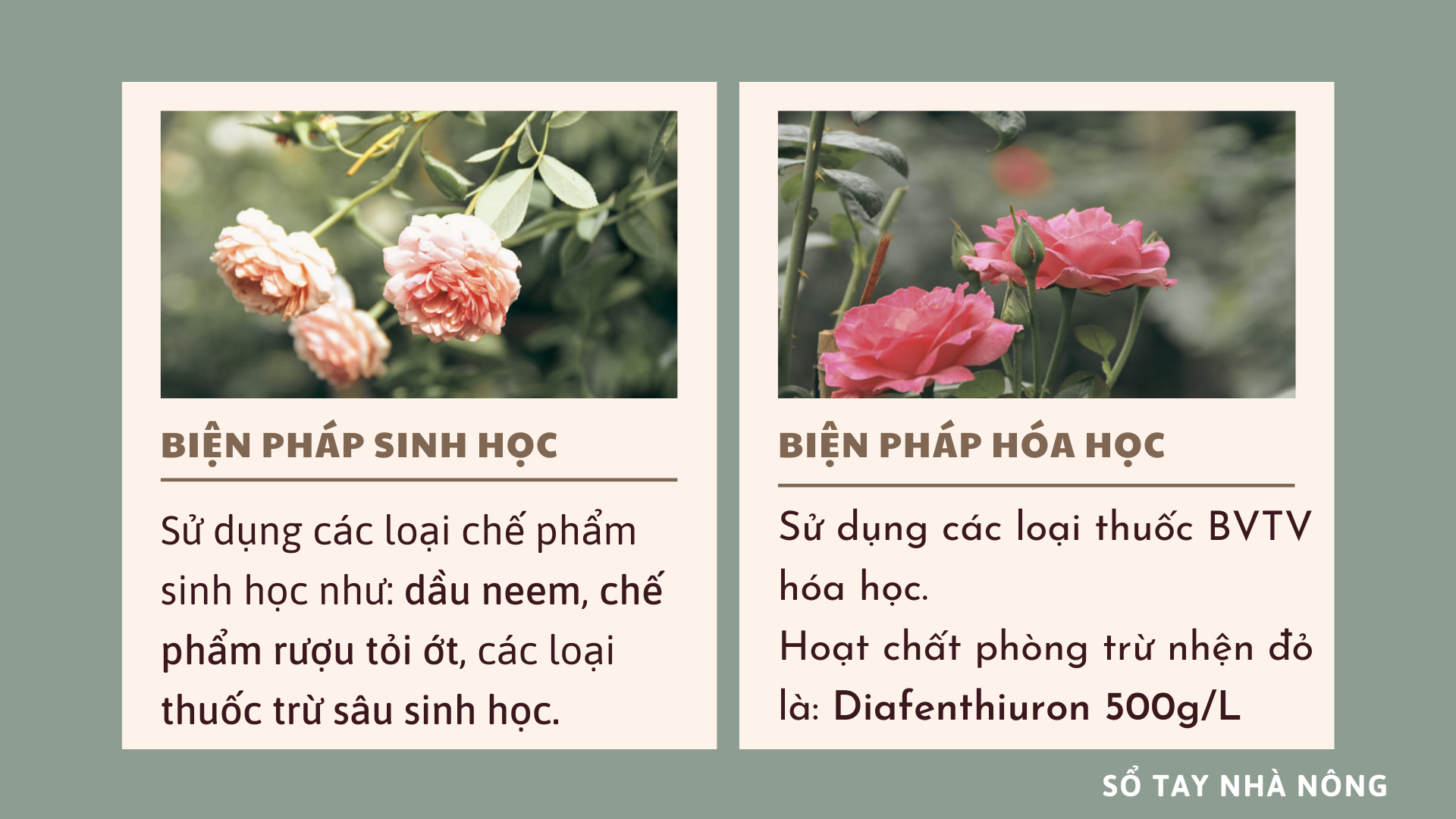 SỔ TAY NHÀ NÔNG: Phương pháp phòng và chữa các bệnh thường gặp ở hoa hồng - Ảnh 3.