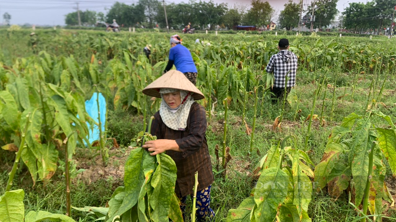 Trời nắng chang chang, nông dân Vĩnh Bảo, Tiên Lãng vẫn hối hả ra đồng thu hoạch thuốc lào - Ảnh 1.