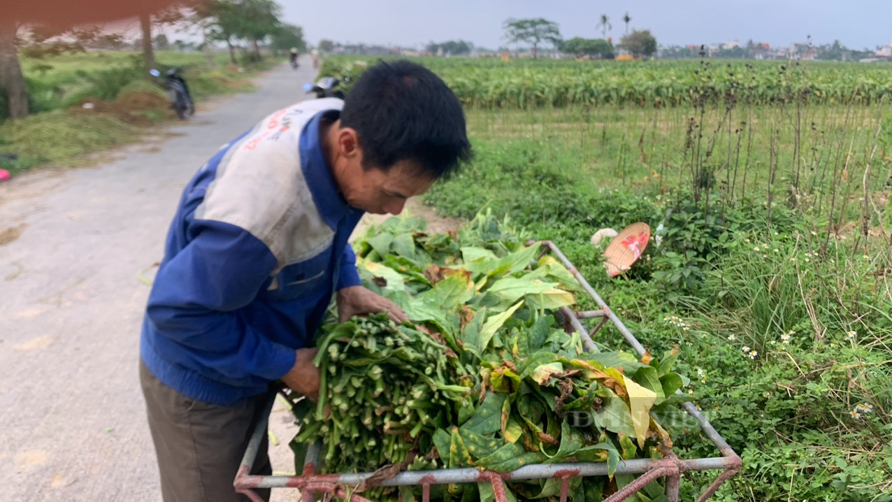 Trời nắng chang chang, nông dân Vĩnh Bảo, Tiên Lãng vẫn hối hả ra đồng thu hoạch thuốc lào - Ảnh 3.