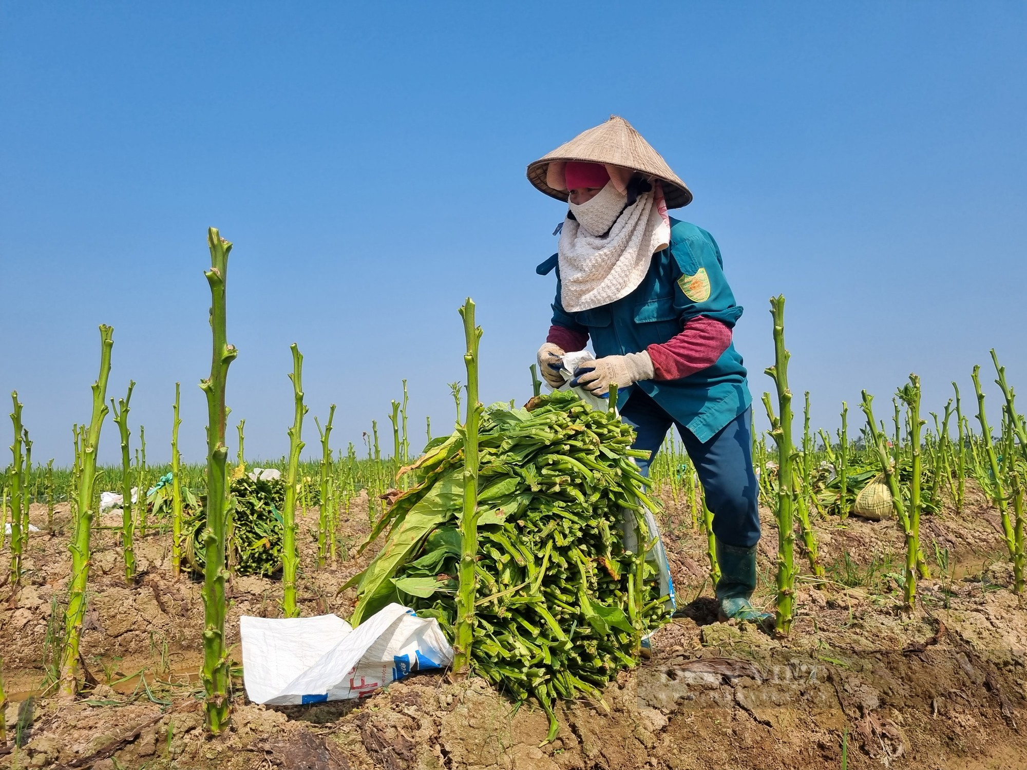 Trời nắng chang chang, nông dân Vĩnh Bảo, Tiên Lãng vẫn hối hả ra đồng thu hoạch thuốc lào - Ảnh 4.