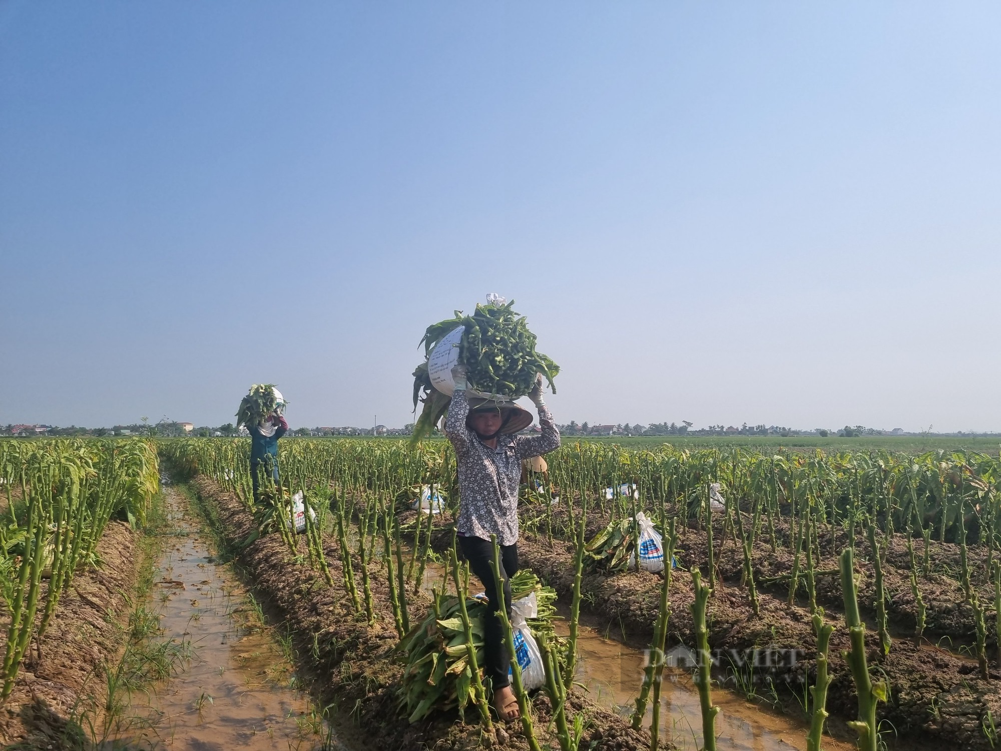 Trời nắng chang chang, nông dân Vĩnh Bảo, Tiên Lãng vẫn hối hả ra đồng thu hoạch thuốc lào - Ảnh 6.