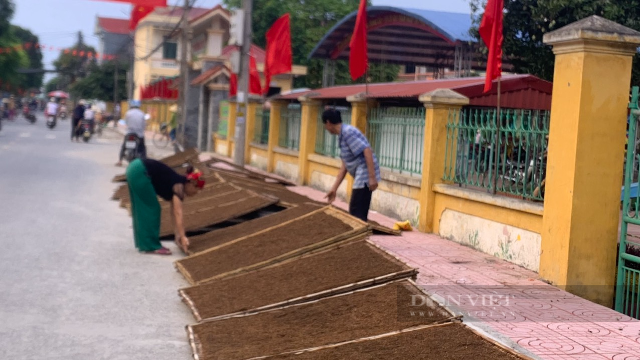 Trời nắng chang chang, nông dân Vĩnh Bảo, Tiên Lãng vẫn hối hả ra đồng thu hoạch thuốc lào - Ảnh 8.