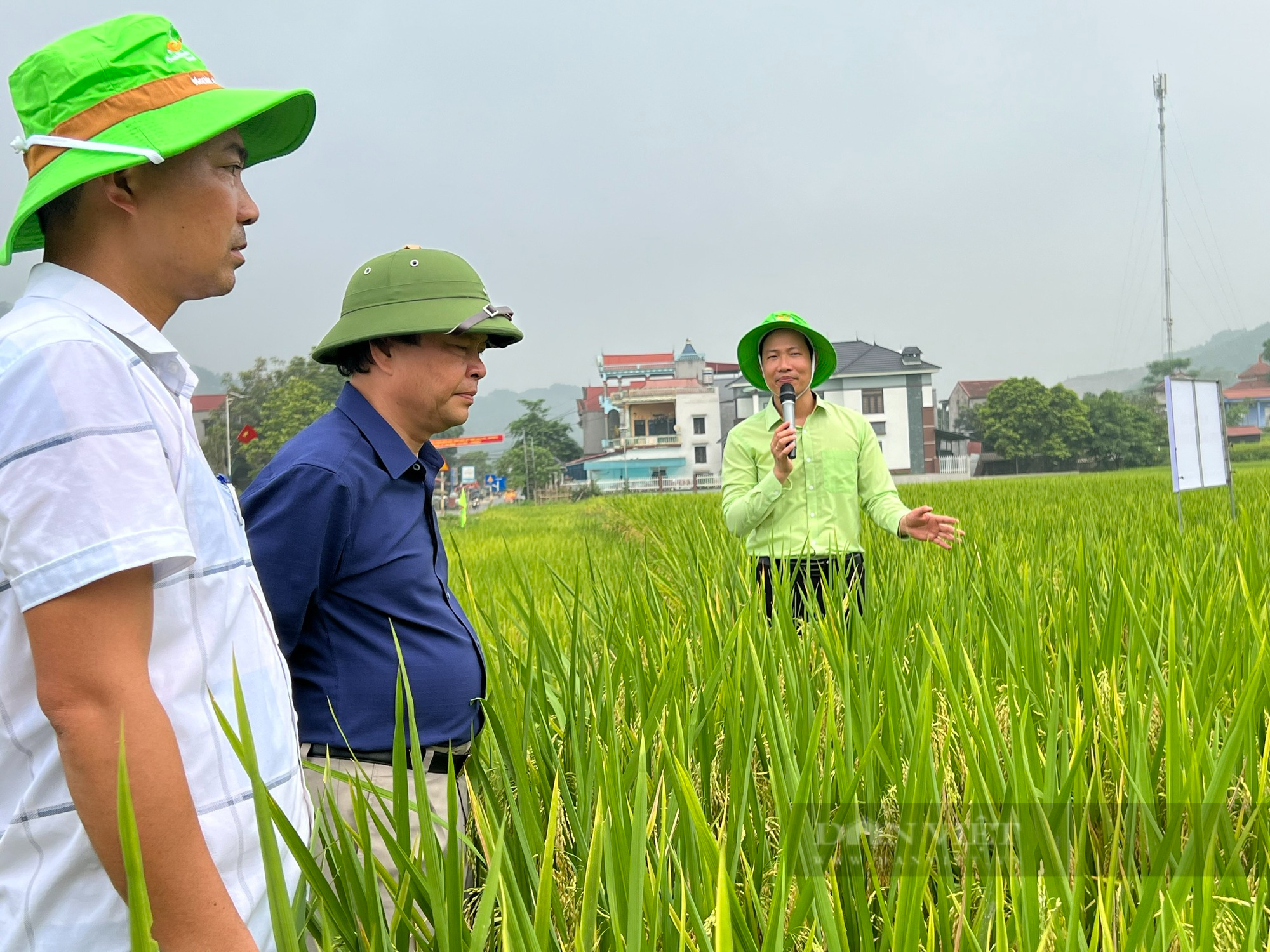 Cấy lúa kháng bạc, chịu hạn, chịu rét siêu tốt, nông dân thu lãi hơn 2 triệu/sào - Ảnh 2.