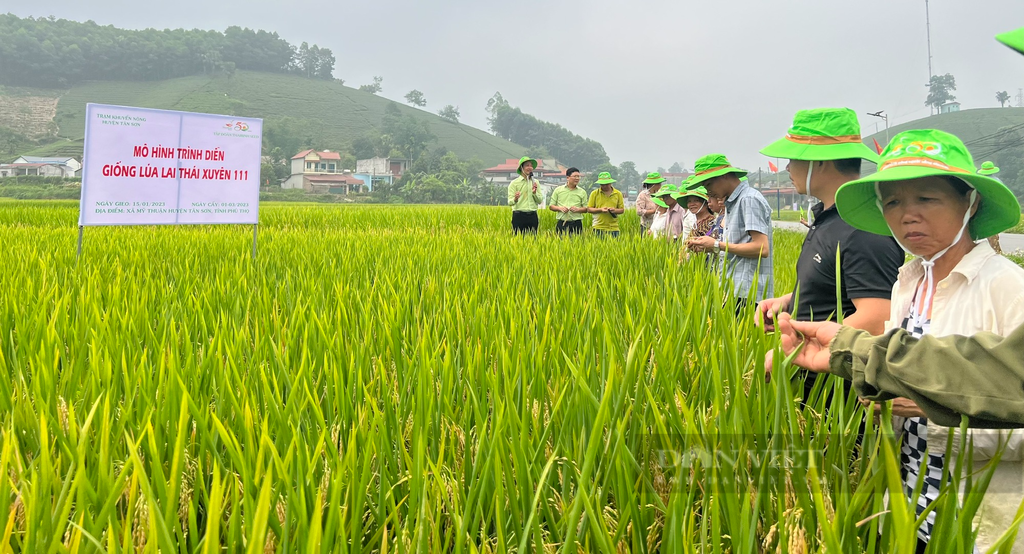 Cấy lúa kháng bạc, chịu hạn, chịu rét siêu tốt, nông dân thu lãi hơn 2 triệu/sào - Ảnh 3.