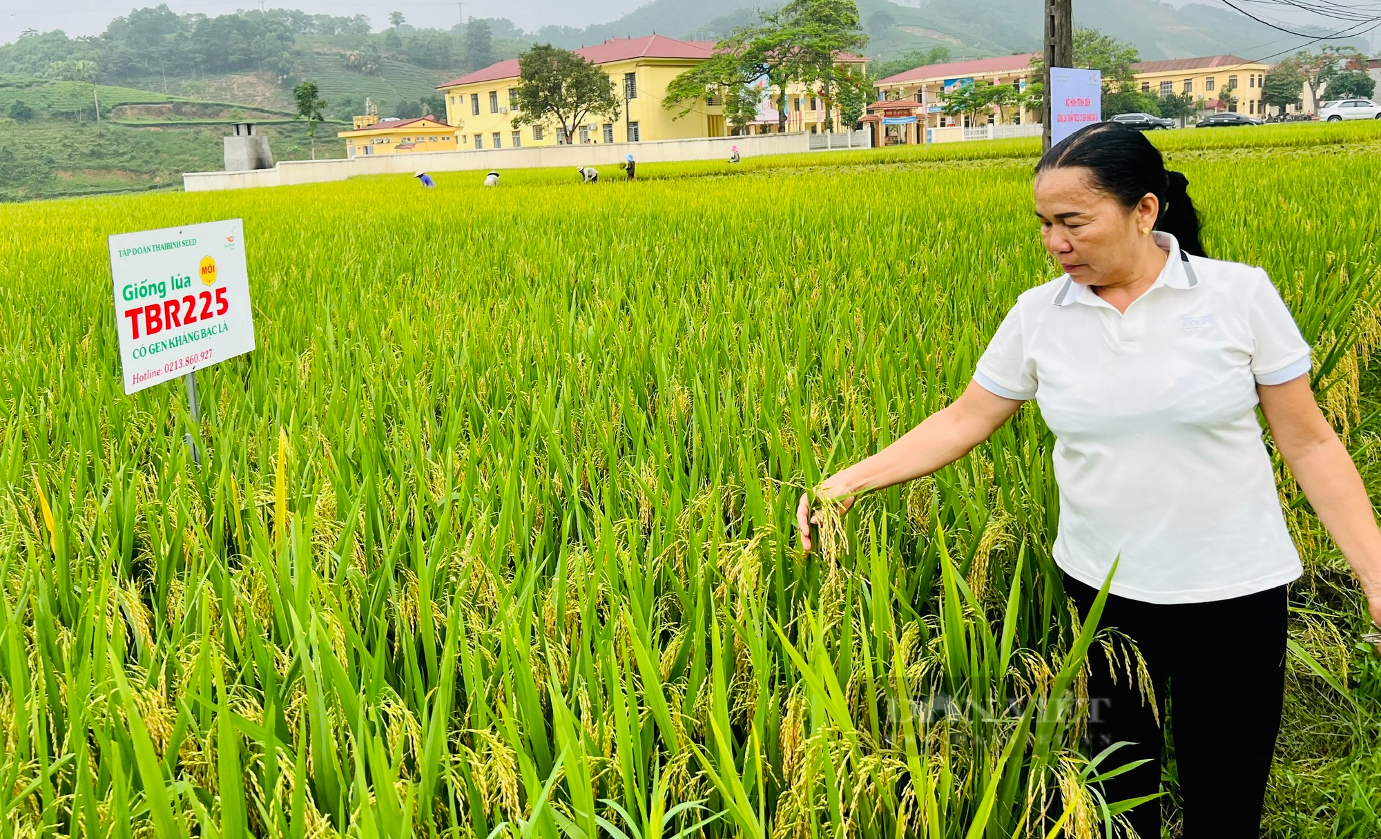 Cấy lúa kháng bạc, chịu hạn, chịu rét siêu tốt, nông dân thu lãi hơn 2 triệu/sào - Ảnh 5.