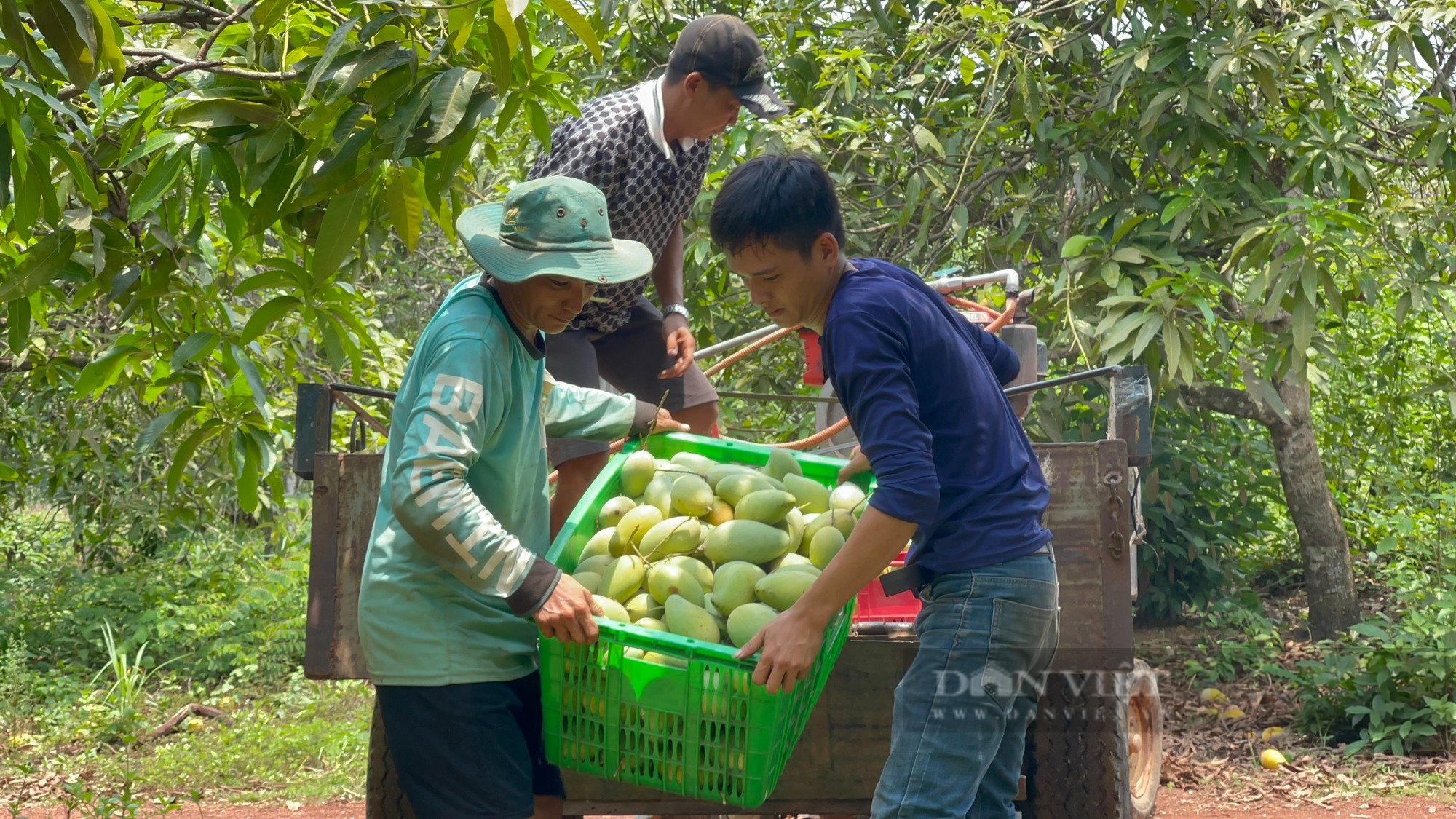 Đồng Nai: Người trồng xoài lao đao vì giá xoài chỉ khoảng 3.000 đồng - 5.000 đồng/kg - Ảnh 1.