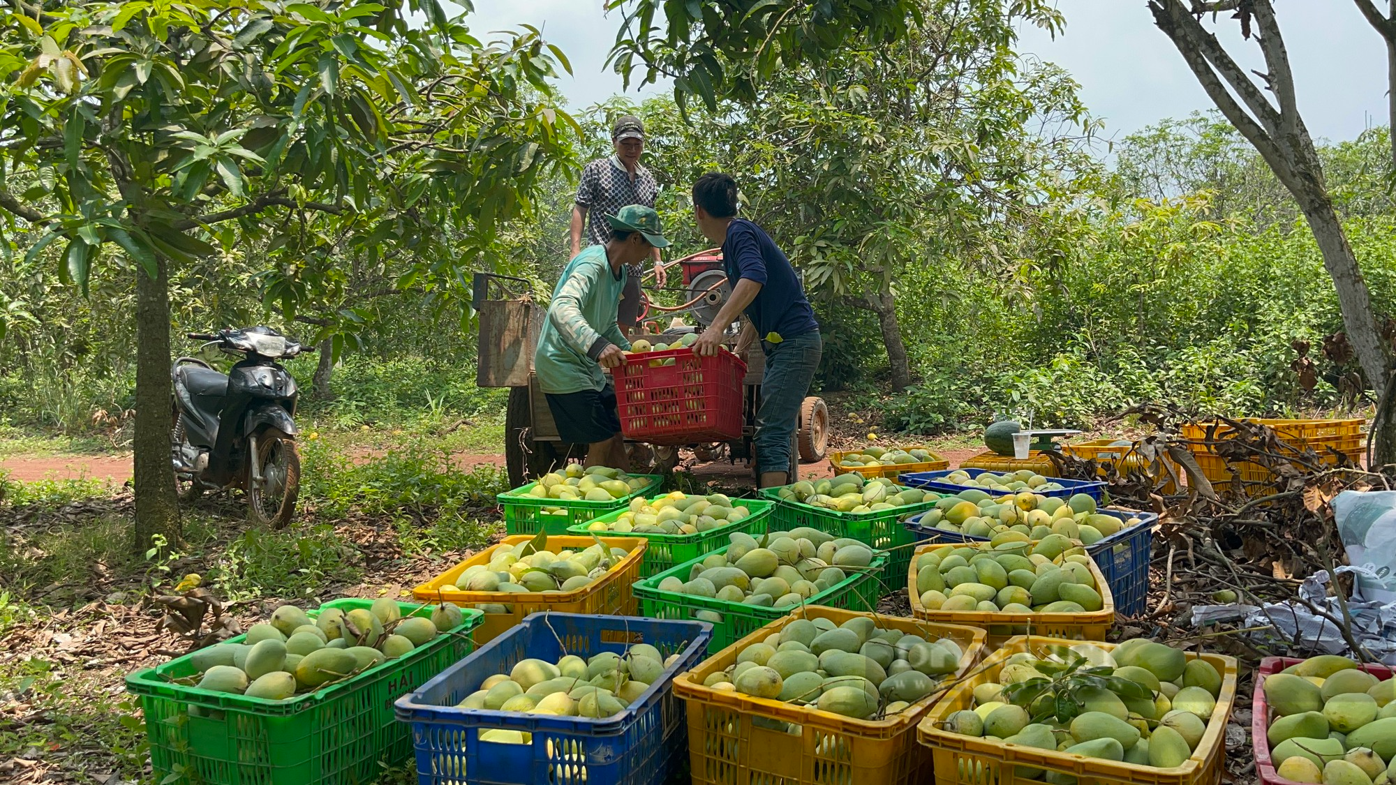 Đồng Nai: Người trồng xoài lao đao vì giá xoài chỉ khoảng 3.000 đồng - 5.000 đồng/kg - Ảnh 4.