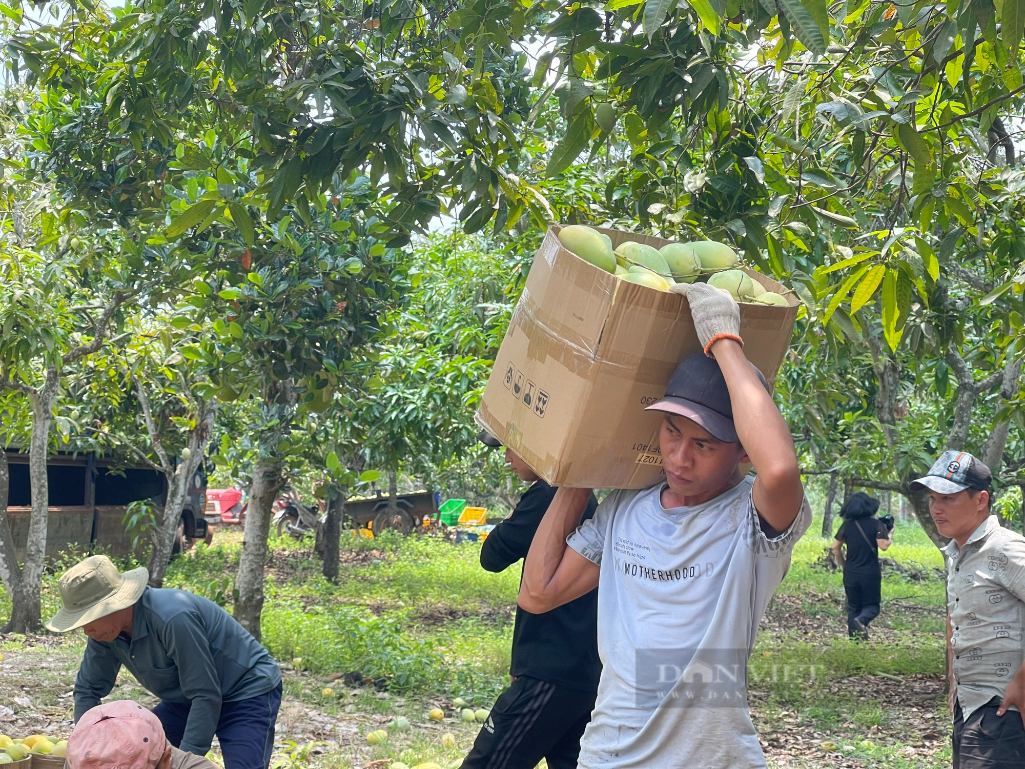 Đồng Nai: Người trồng xoài lao đao vì giá xoài chỉ khoảng 3.000 đồng - 5.000 đồng/kg - Ảnh 7.