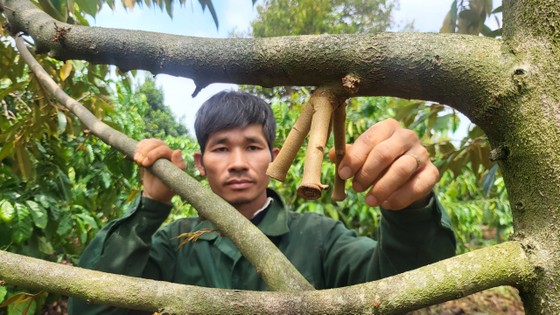 Đang nắng gắt thì bỗng mưa lớn, loại cây tiền tỷ rụng quả non la liệt, nhiều cây chỉ còn trơ cuống - Ảnh 5.