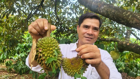 Đang nắng gắt thì bỗng mưa lớn, loại cây tiền tỷ rụng quả non la liệt, nhiều cây chỉ còn trơ cuống - Ảnh 6.