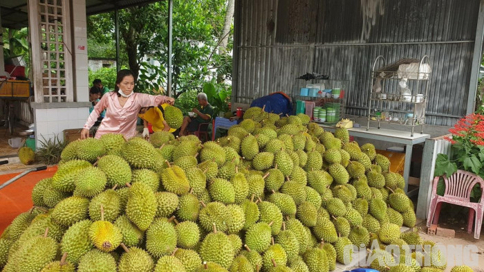 Cho sầu riêng “tắm” nước tăng lực để trái chín đều - Ảnh 3.