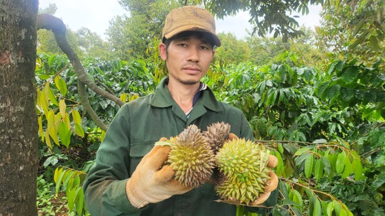 Đang nắng gắt thì bỗng mưa lớn, loại cây tiền tỷ rụng quả non la liệt, nhiều cây chỉ còn trơ cuống - Ảnh 8.