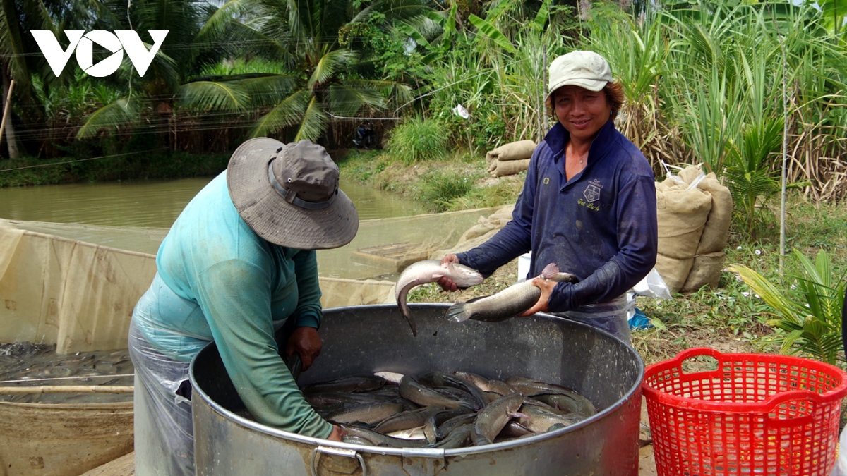 Loại cá chắc thịt, ăn bổ dưỡng, công dụng tăng sinh tế bào này nông dân Trà Vinh bắt bán giá trúng đậm - Ảnh 1.
