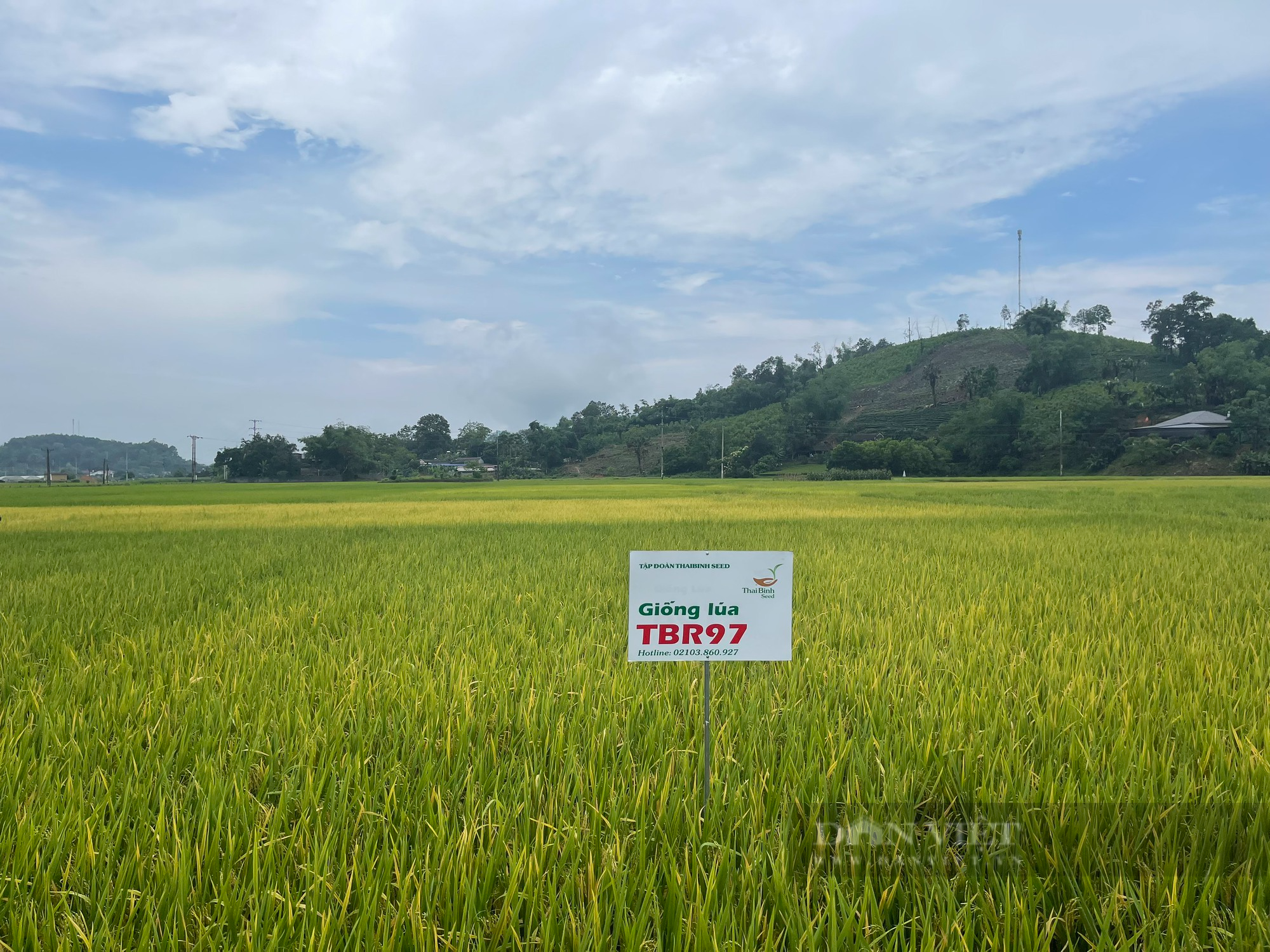 Giống lúa mới có gen kháng bạc cho năng suất cao vượt trội trên cánh đồng ở huyện miền núi của Thái Nguyên - Ảnh 3.