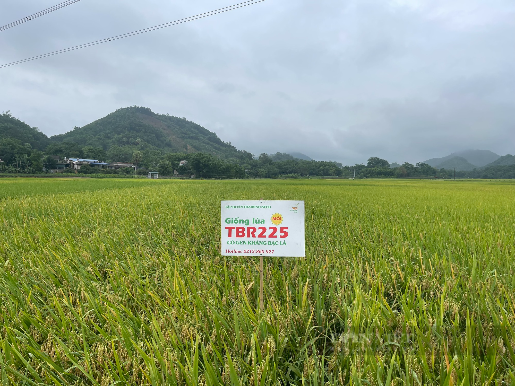 Giống lúa mới có gen kháng bạc cho năng suất cao vượt trội trên cánh đồng ở huyện miền núi của Thái Nguyên - Ảnh 4.