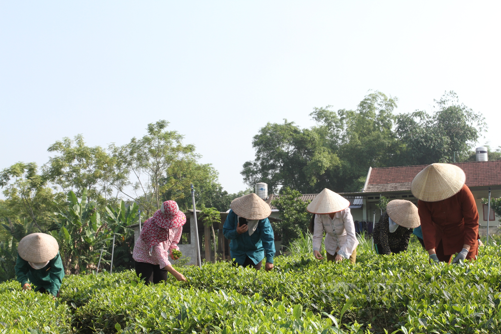 Vùng đất này ở Thái Nguyên được thiên nhiên ưu đãi gì mà sản xuất ra thứ chè búp thơm ngon khác biệt - Ảnh 2.