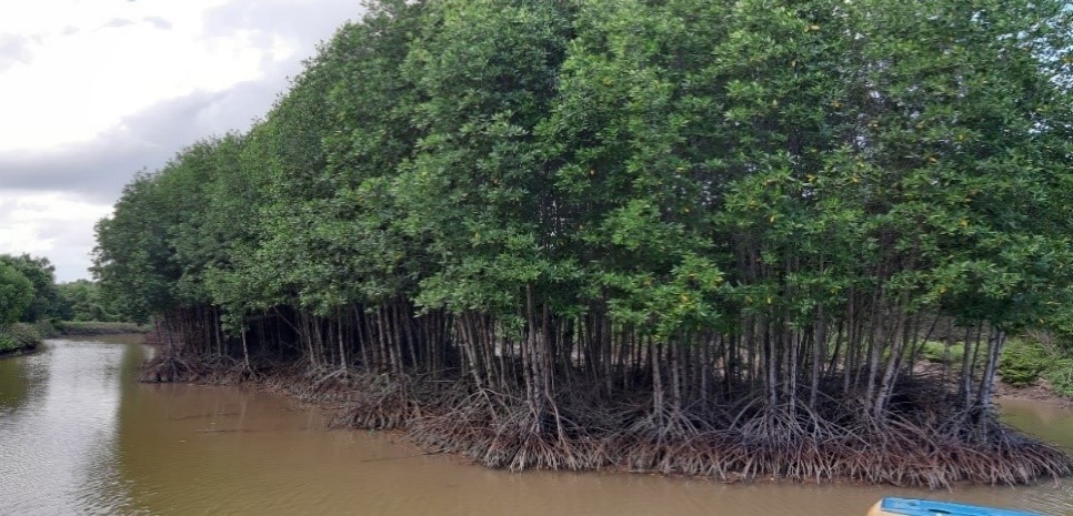 Hiệu quả mô hình nuôi tôm rừng sinh thái đạt chứng nhận quốc tế ở Cà Mau