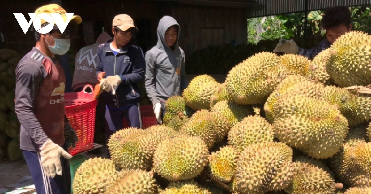 Thị trường Trung Quốc gặp khó, sầu riêng Việt Nam chuyển hướng sang Ấn Độ - Ảnh 1.