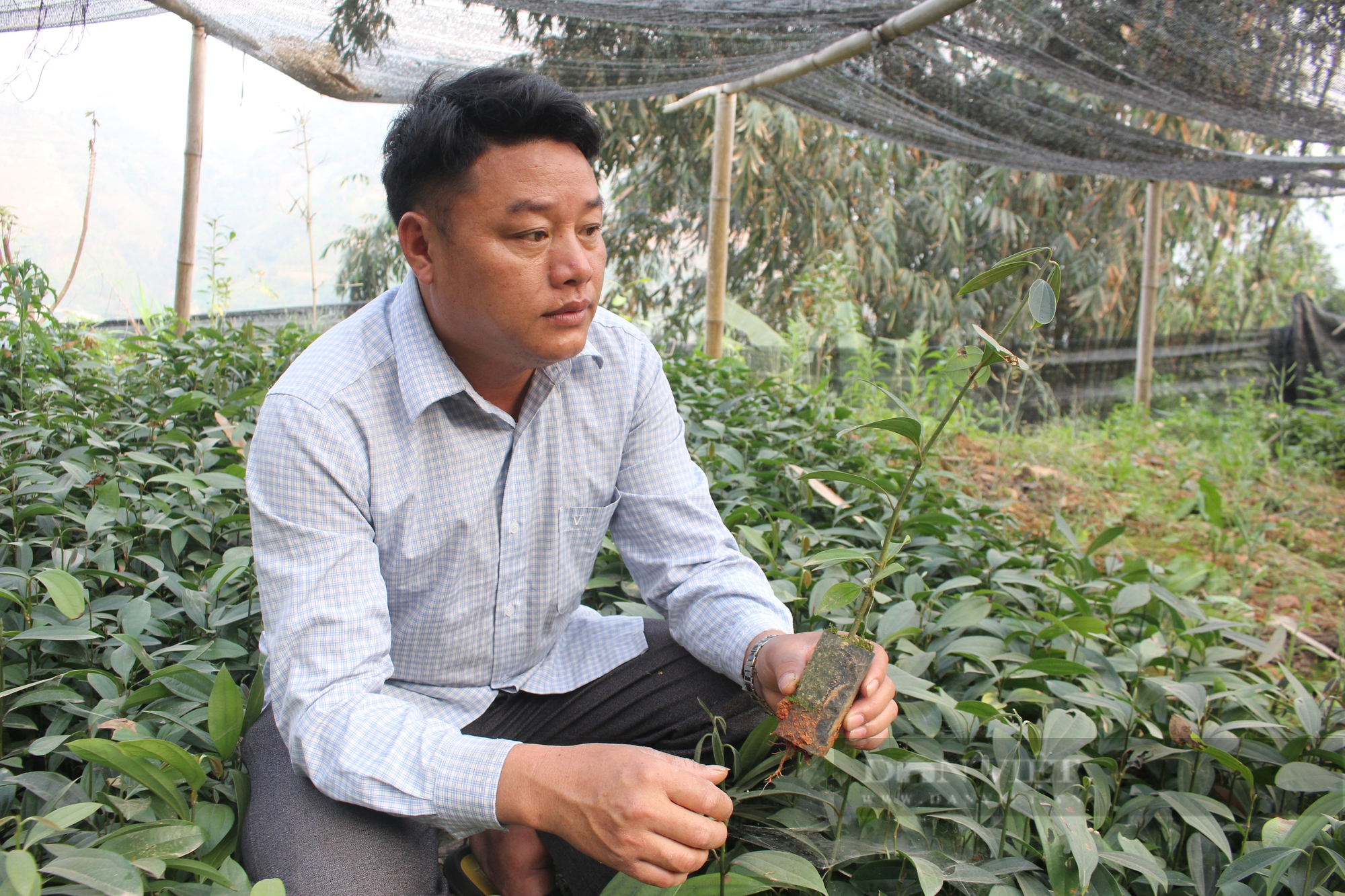 &quot;Xã tỷ phú&quot; ở Lào Cai (bài cuối): Liên kết trồng quế hữu cơ, nông dân bán giá cao hơn 20% so với quế thường - Ảnh 2.