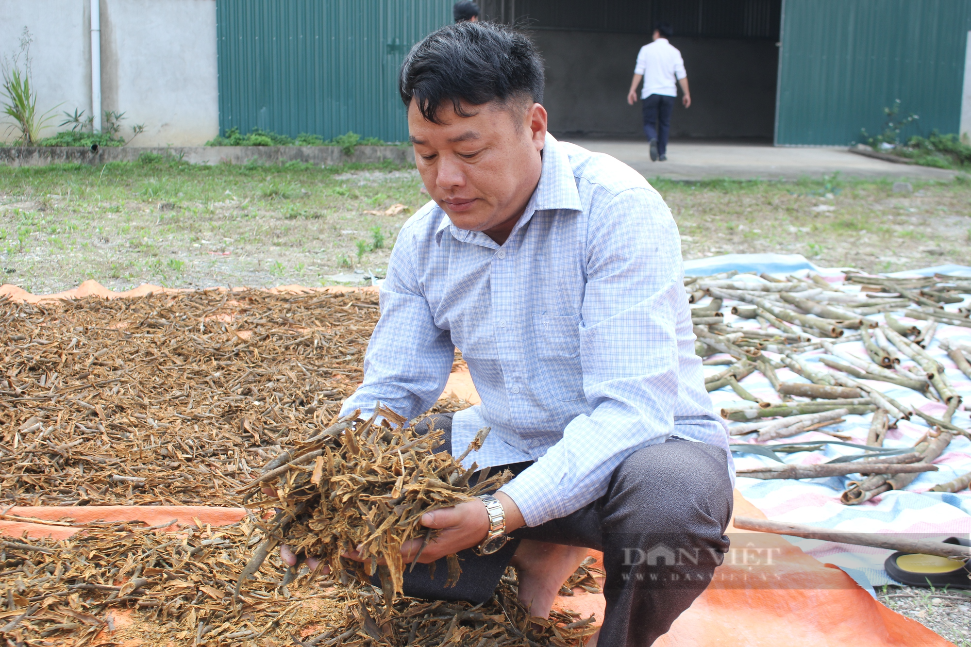 &quot;Xã tỷ phú&quot; ở Lào Cai (bài cuối): Liên kết trồng quế hữu cơ, nông dân bán giá cao hơn 20% so với quế thường - Ảnh 3.