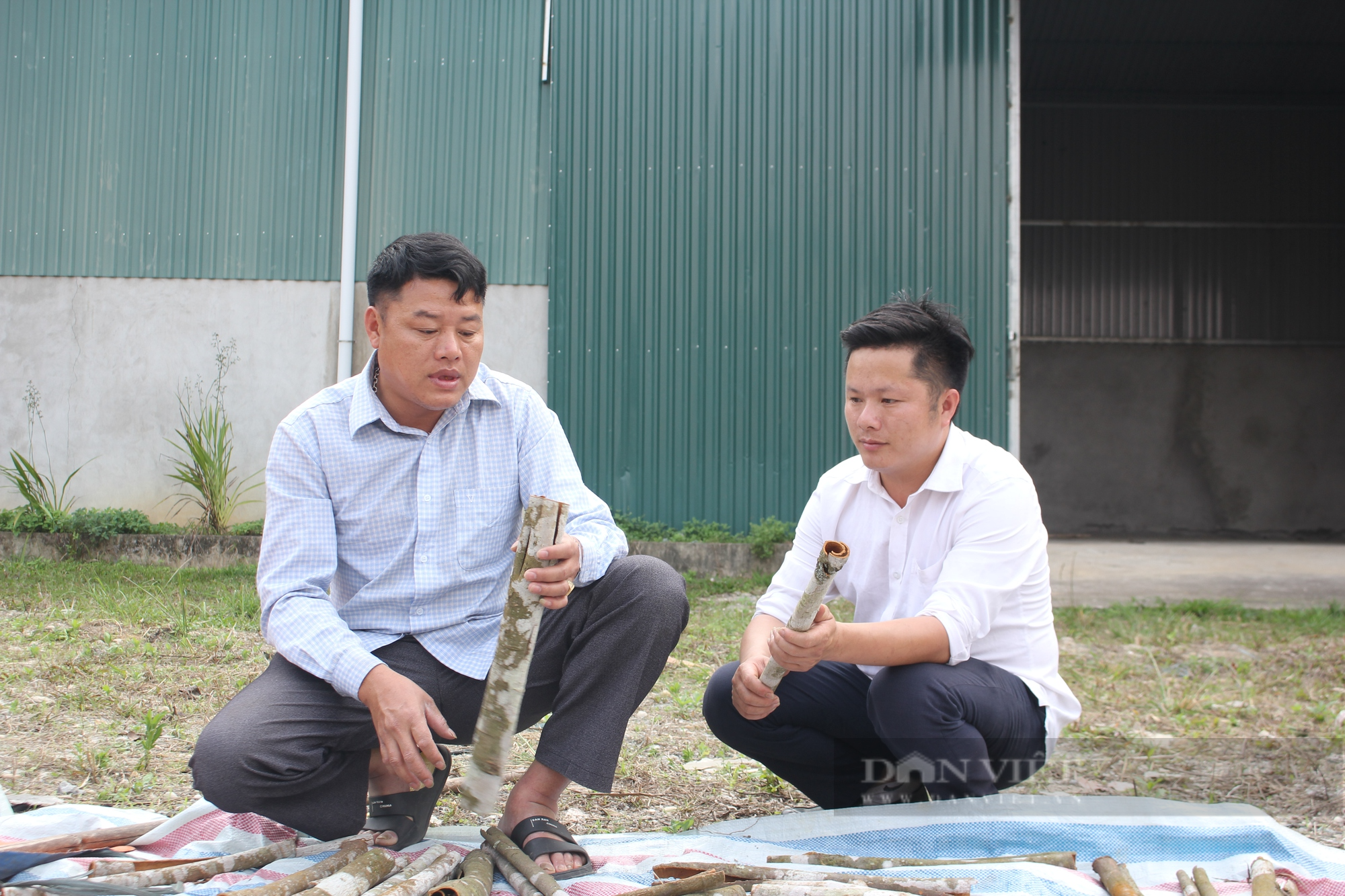 &quot;Xã tỷ phú&quot; ở Lào Cai (bài cuối): Liên kết trồng quế hữu cơ, nông dân bán giá cao hơn 20% so với quế thường - Ảnh 4.