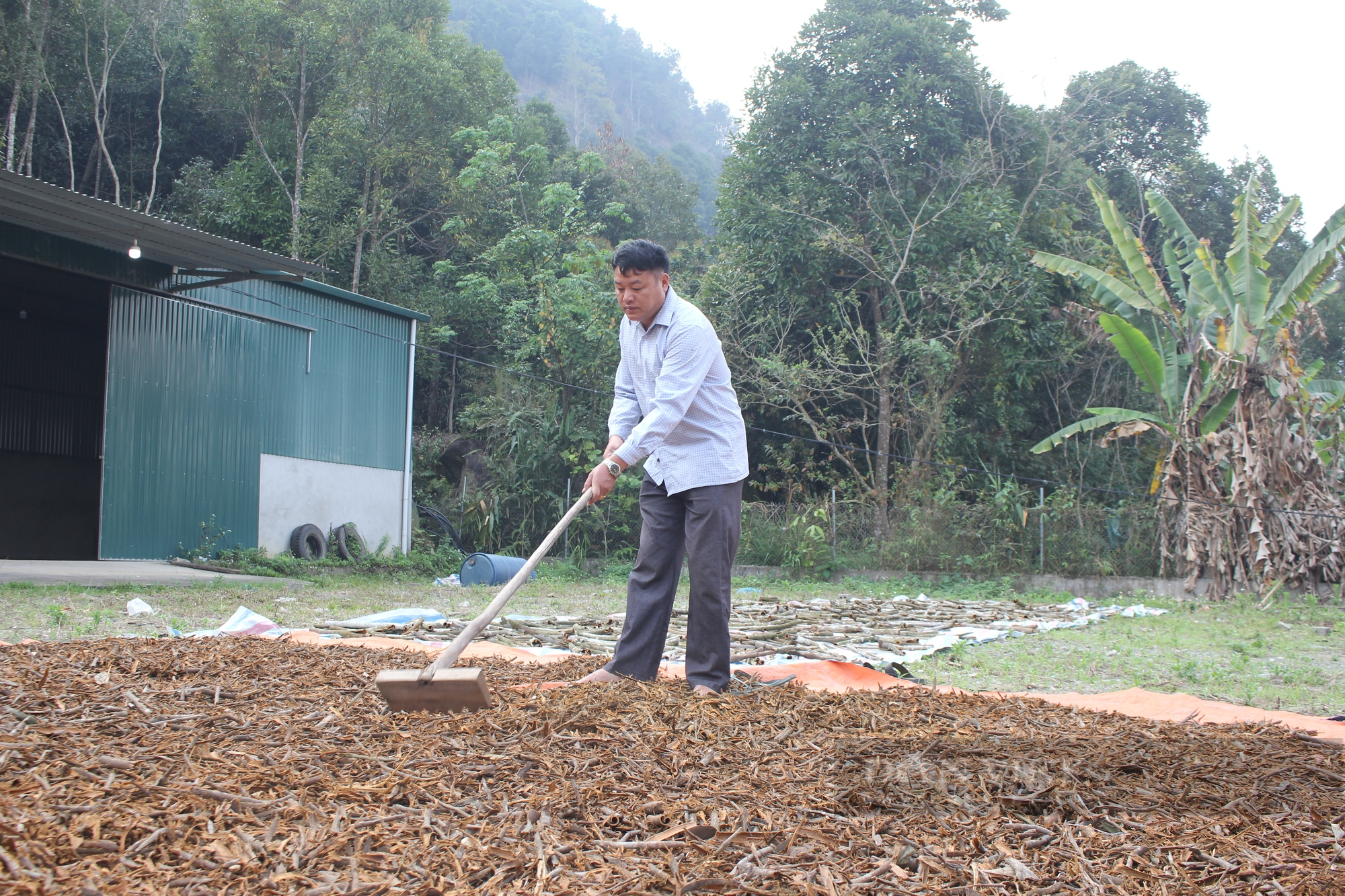&quot;Xã tỷ phú&quot; ở Lào Cai (bài cuối): Liên kết trồng quế hữu cơ, nông dân bán giá cao hơn 20% so với quế thường - Ảnh 5.