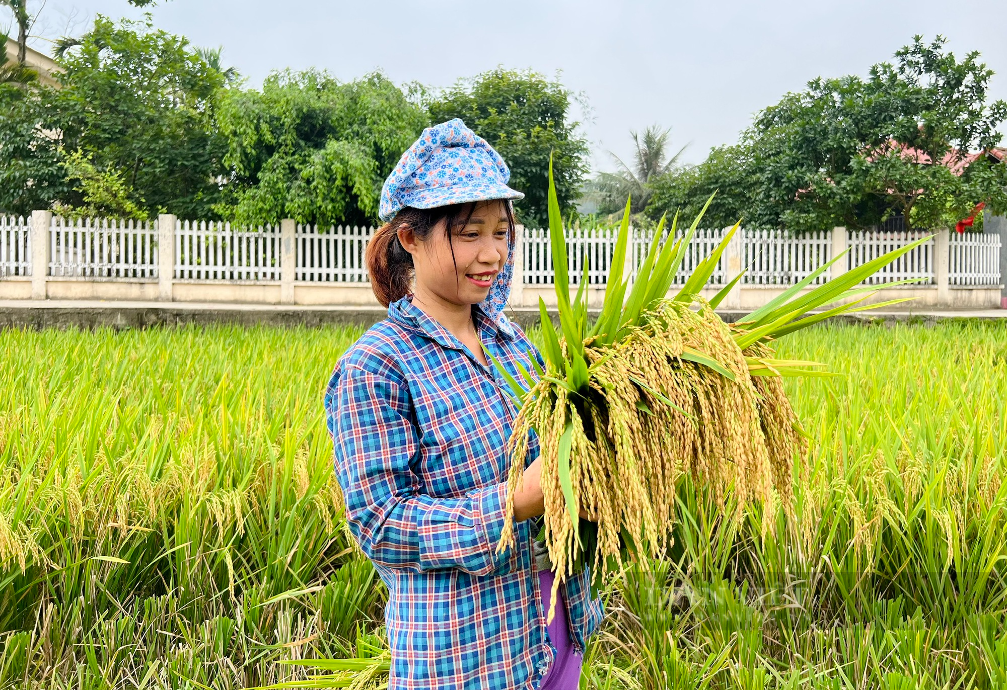 Nông dân Phú Thọ cười nói rộn ràng thu hoạch &quot;mùa vàng&quot; - Ảnh 5.