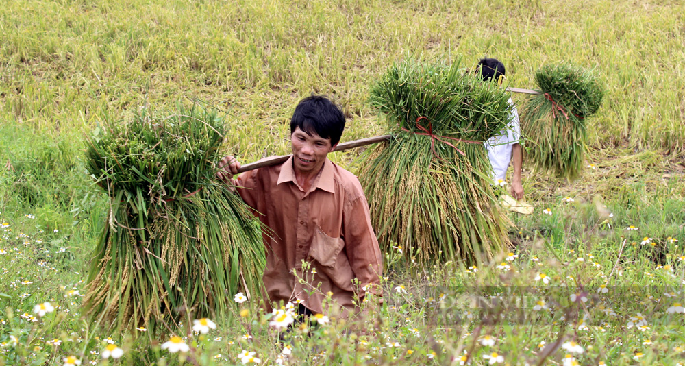 Nông dân Phú Thọ cười nói rộn ràng thu hoạch &quot;mùa vàng&quot; - Ảnh 11.