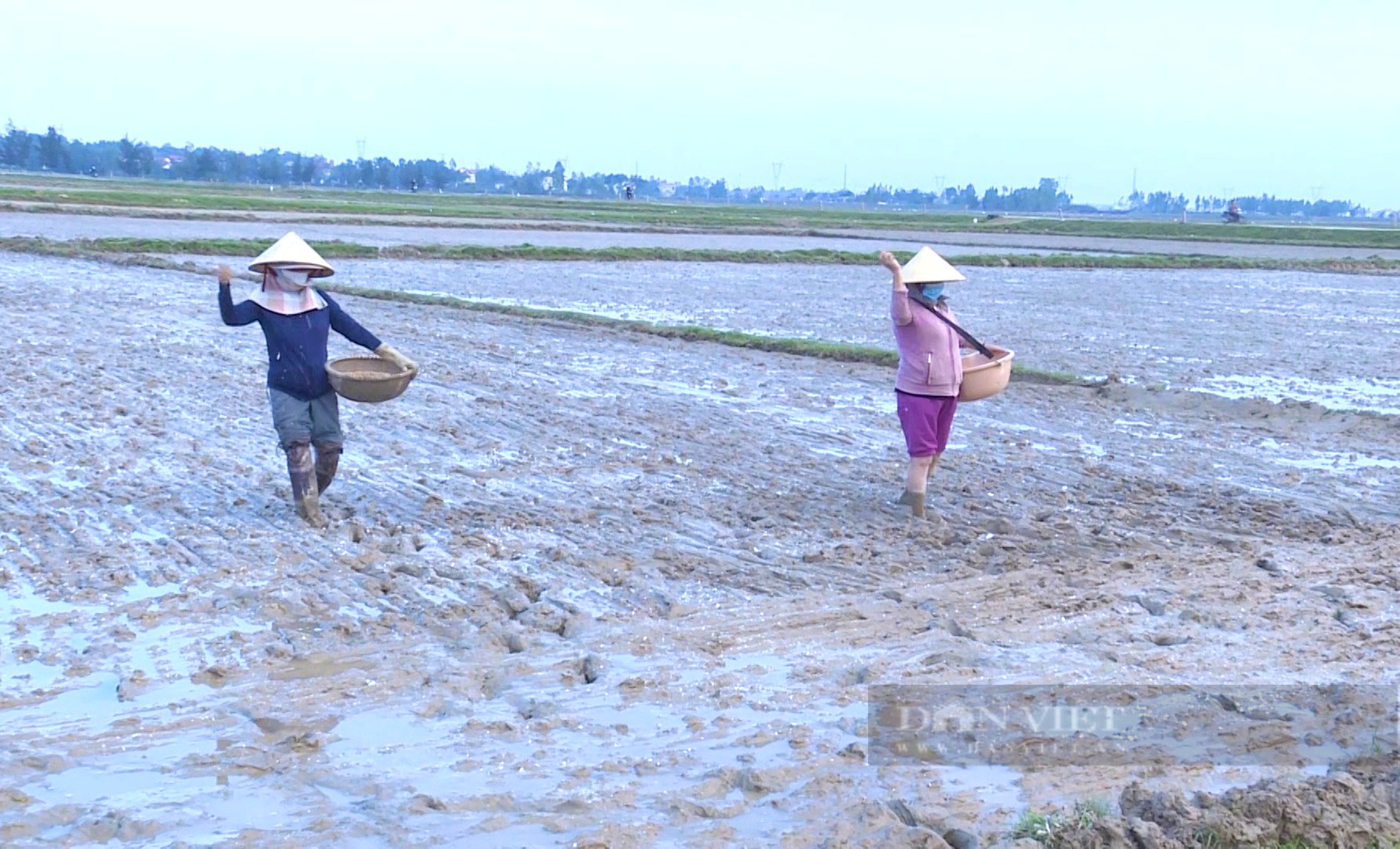 Quảng Bình: Nắng nóng gay gắt, nông dân ướt đẫm mồ ra đồng gặt lúa, lo thiếu nước cho vụ mùa mới - Ảnh 4.