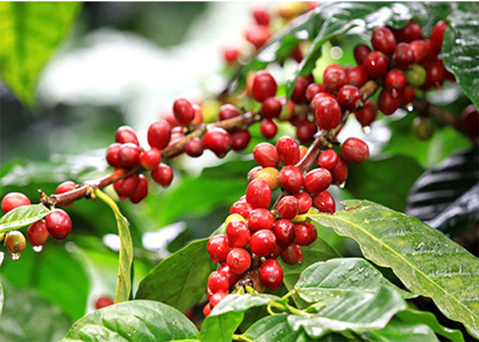 Giá cà phê hai sàn lại tăng, cà phê nội trở lại ngưỡng 61.000 đồng/kg - Ảnh 3.