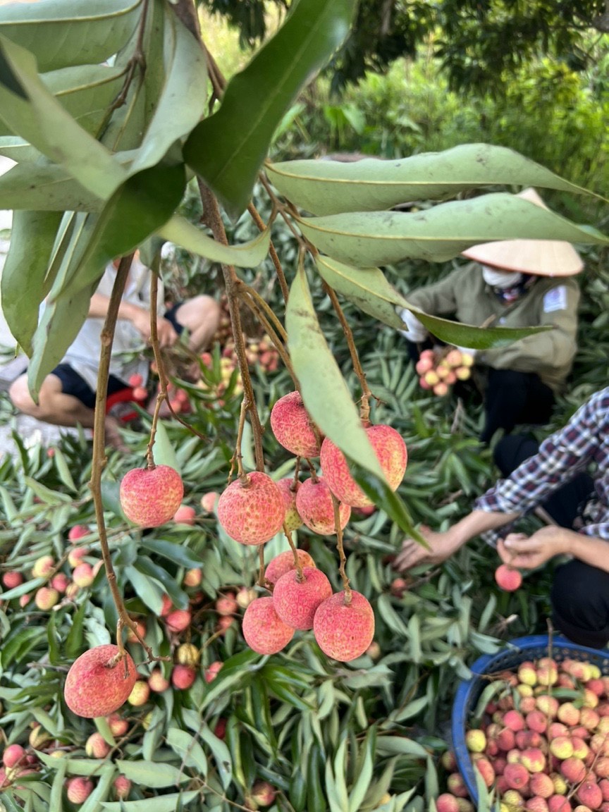 Sự thật về loại vải thiều đầu mùa được bán giá rẻ trên các tuyến phố Hà Nội? - Ảnh 4.