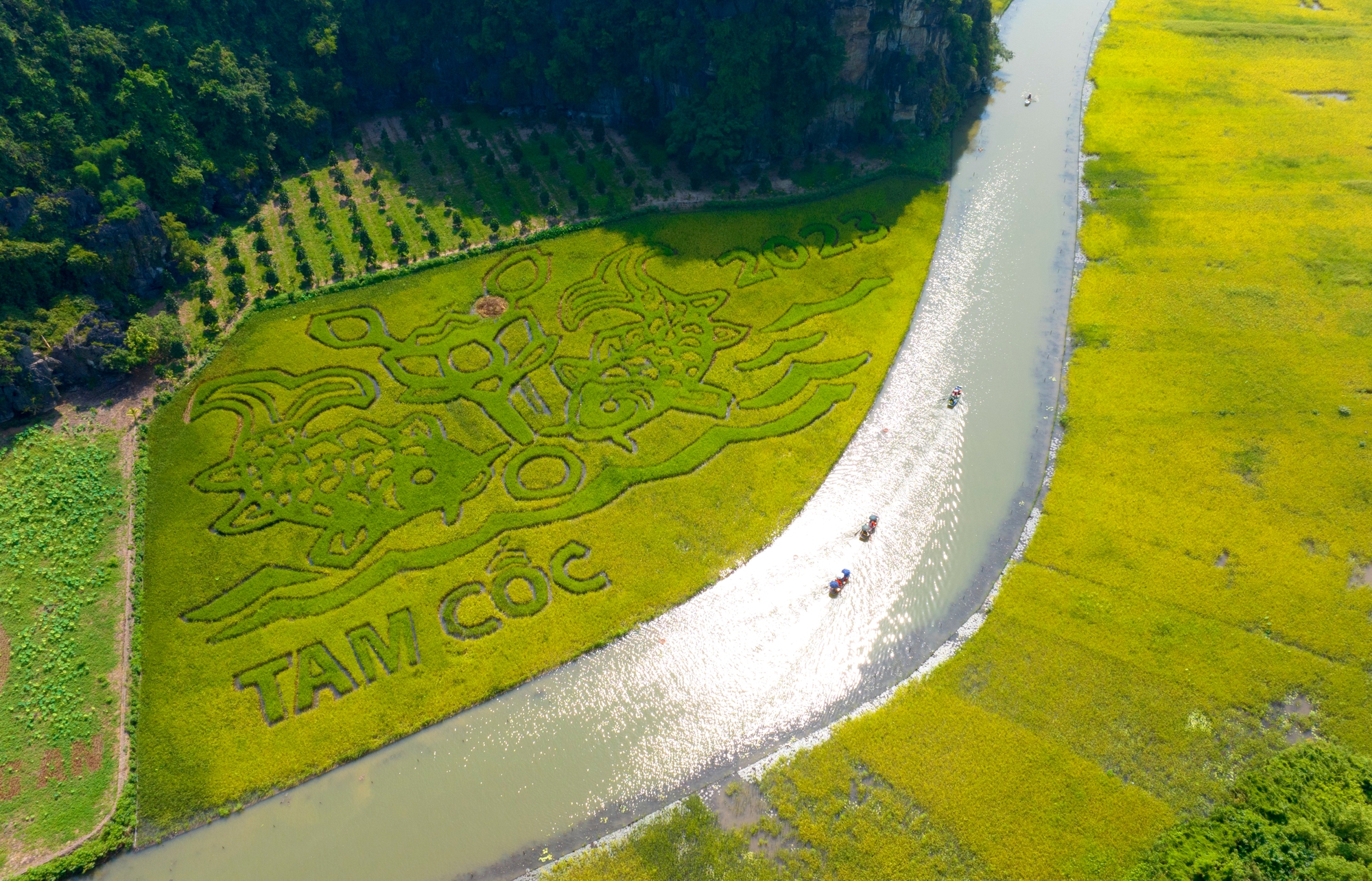 Độc đáo cánh đồng lúa được khắc họa hình ảnh đôi cá chép ở Ninh Bình - Ảnh 4.