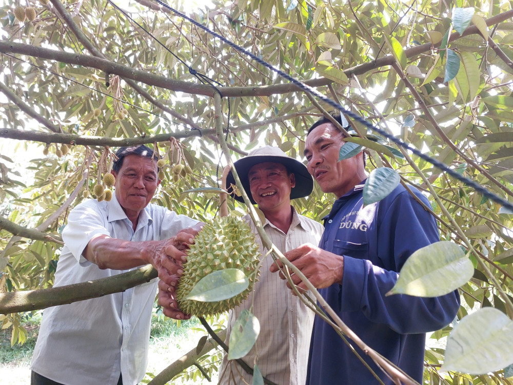 Kiên Giang: Vì sao trên cánh đồng lúa lại mọc lên những vườn sầu riêng bạt ngàn, trồng 1 lần ăn hoài? - Ảnh 1.