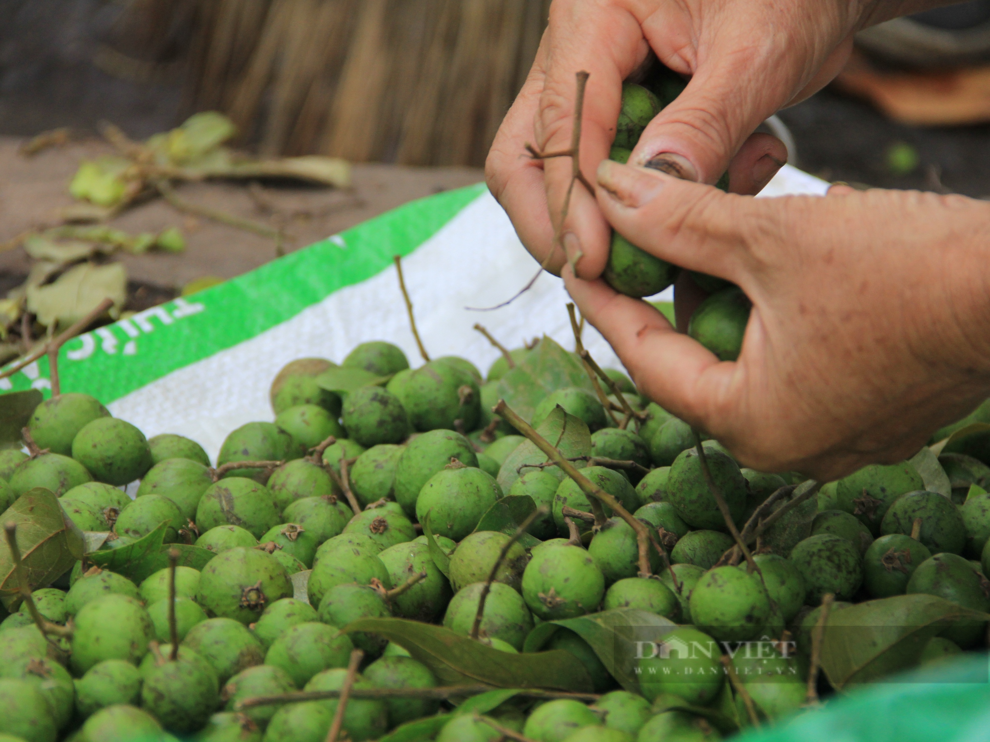 Sấu Hà Nội vào mùa, nhiều người lao động trèo hái kiếm lời - Ảnh 3.