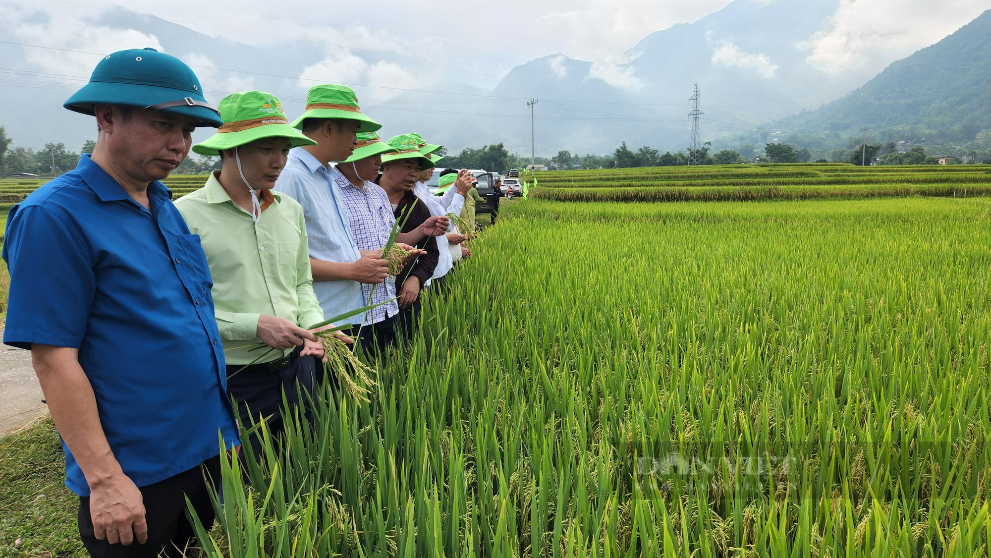 Tín hiệu vui từ mô hình trình diễn giống lúa mới trên cánh đồng Mường Than ở Lai Châu - Ảnh 3.