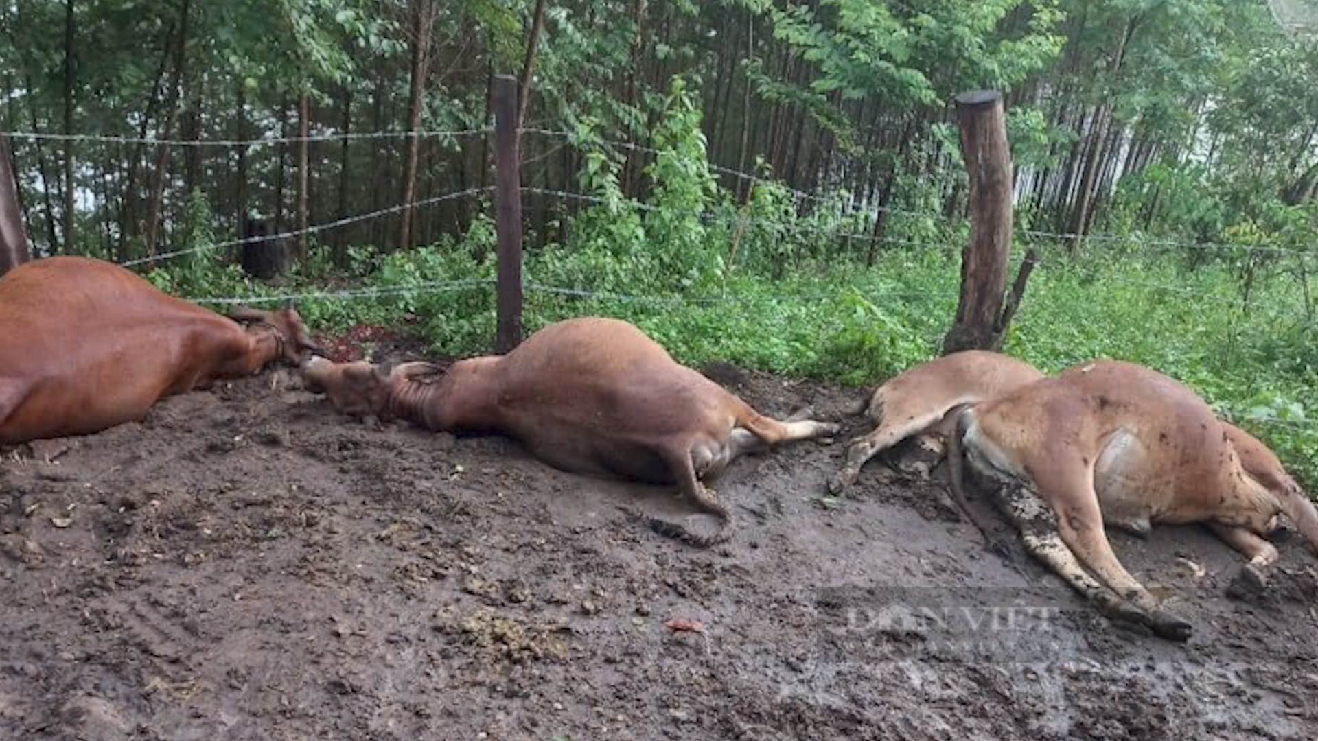 Sét đánh chết 6 con bò của một hộ nông dân ở Sơn La - Ảnh 2.