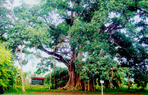 Một cây đa cổ thụ khổng lồ ở Hòa Bình, bia đá cổ ghi chép về cây có từ thời vua Lê Kính Tông - Ảnh 1.
