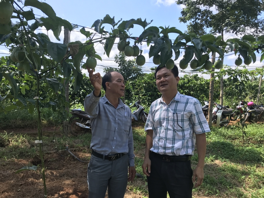 Gia Lai: Đầu tư hơn 2,1 tỷ đồng cho các mô hình khuyến nông trồng cây dược liệu, phun thuốc bằng máy bay - Ảnh 1.