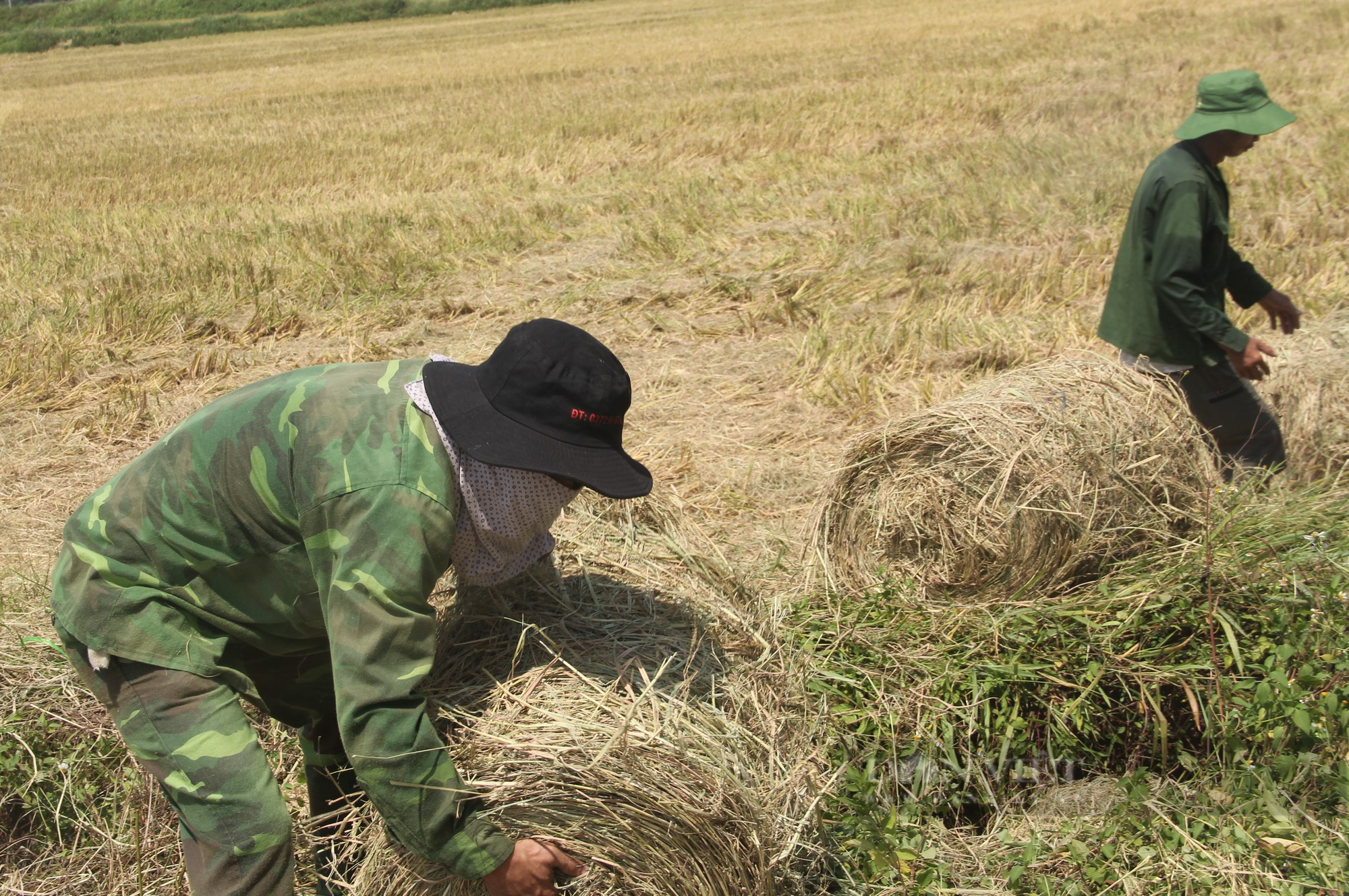 Đầu tư máy móc hiện đại đi gom thứ nhà nông vứt bỏ mà thu về hàng trăm triệu đồng - Ảnh 3.