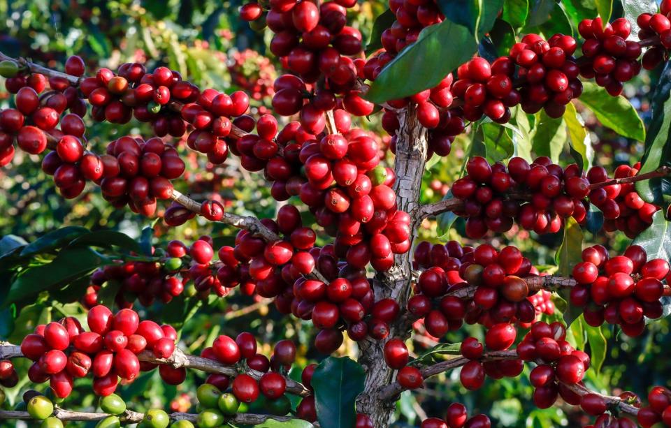 Giá cà phê thế giới tăng, cà phê nội chạm mốc 65.000 đồng/kg - Ảnh 3.