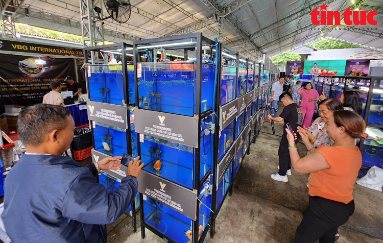 Lễ hội cá cảnh TP Hồ Chí Minh mở ra cơ hội xuất khẩu - Ảnh 1.