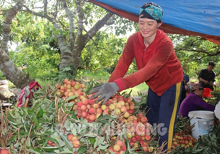 Hải Dương: Ông nông dân đang có nhiều cây vải chín sớm nhất huyện Thanh Hà là ai? - Ảnh 2.