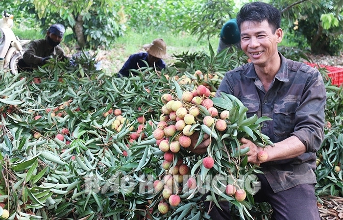 Hải Dương: Ông nông dân đang có nhiều cây vải chín sớm nhất huyện Thanh Hà là ai? - Ảnh 1.