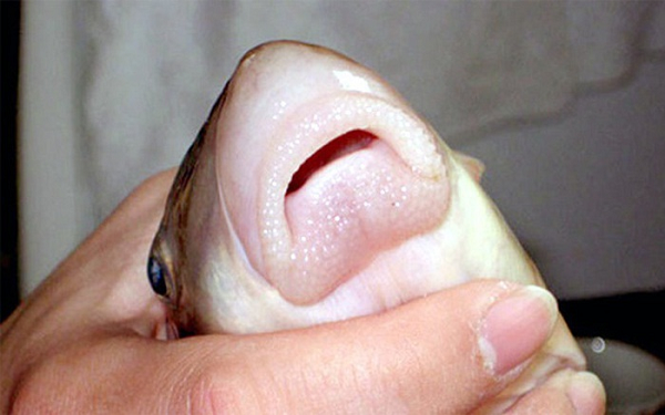 Loài cá đặc sản được cho là mang lại &quot;vận may&quot;, sở hữu &quot;đôi môi&quot; vô cùng gợi cảm có giá hàng chục triệu - Ảnh 1.