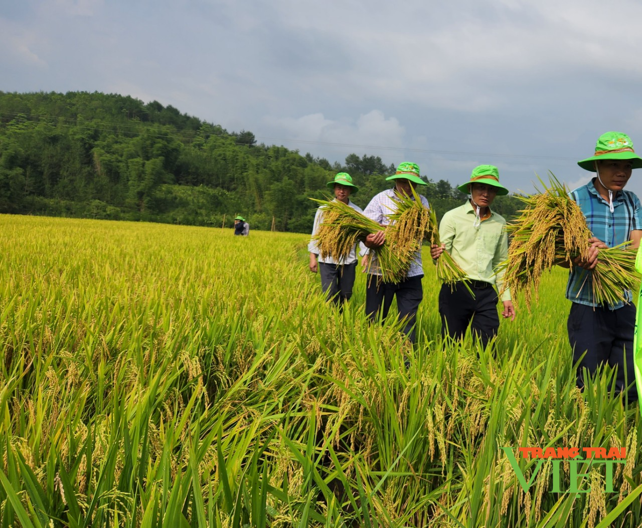 Hai giống lúa mới cho năng suất vượt trội trên cánh đồng Mường Than ở Lai Châu - Ảnh 2.