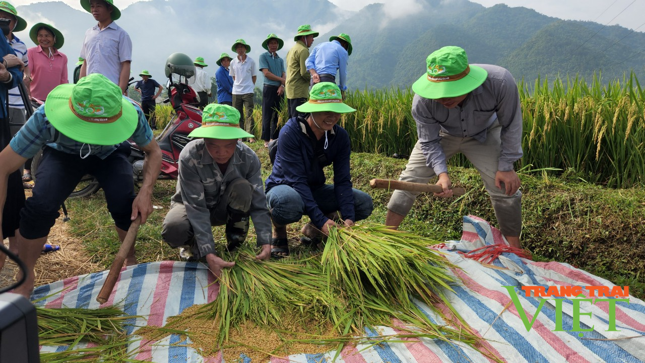 Hai giống lúa mới cho năng suất vượt trội trên cánh đồng Mường Than ở Lai Châu - Ảnh 3.