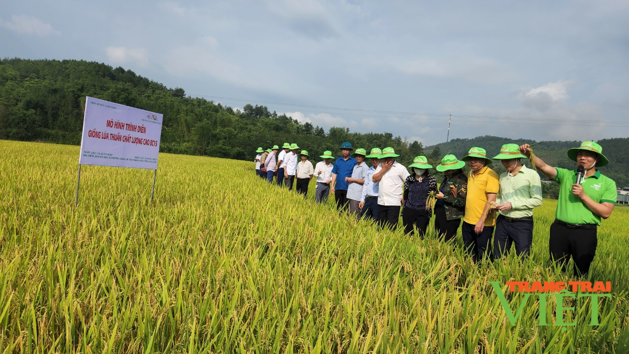 Hai giống lúa mới cho năng suất vượt trội trên cánh đồng Mường Than ở Lai Châu - Ảnh 4.