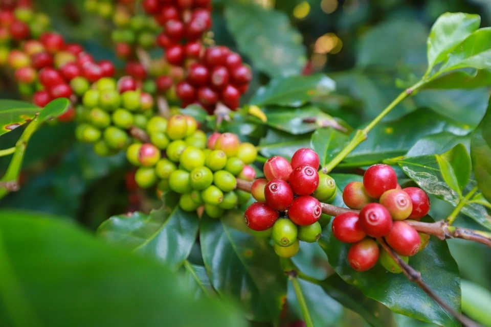 Robusta tăng trở lại phiên cuối tuần, cà phê nội thêm gần 1.000 đồng/kg trong tuần qua - Ảnh 3.