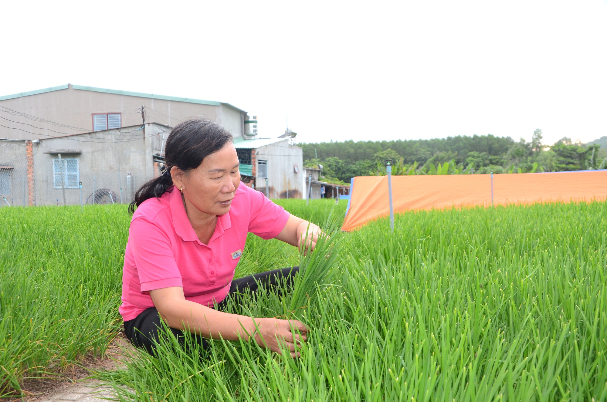 Loại rau ăn được tất từ củ, lá đến hoa, là thực phẩm vàng cho sức khỏe, khi trồng tốt nhanh như cỏ - Ảnh 2.